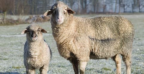 Schafe im Frost Schafe im Frost