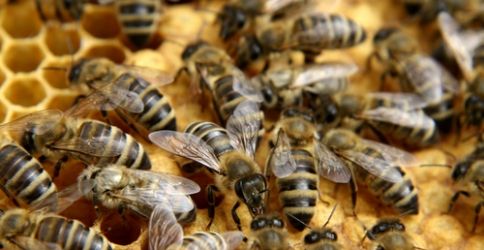 Fleißige Bienchen! Fleißige Bienchen!