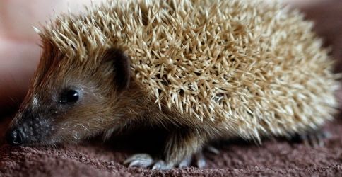 Die Igel erwachen nun im frühling aus dem Winterschlaf. Die Igel erwachen nun im frühling aus dem Winterschlaf.