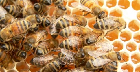 Bienen Bienen
