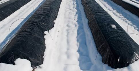 Spargel im Schnee Spargel im Schnee