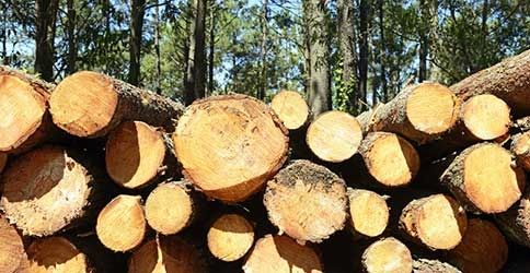 Holz liegt im Wald Holz liegt im Wald