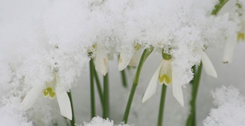 Schneeglöckchen Schneeglöckchen